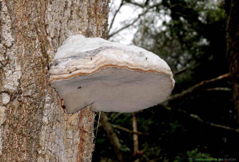 Aphyllophorales nella Tenuta di San Rossore